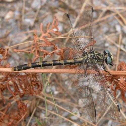 Onychogomphus uncatus