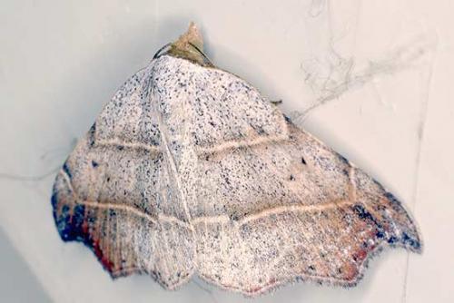 Laspeyria flexula