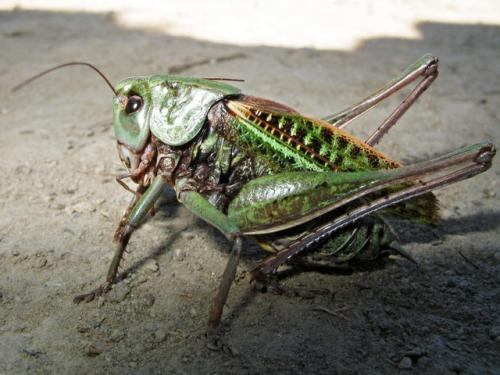 Réf. 13 049 : Decticus verrucivorus verrucivorus