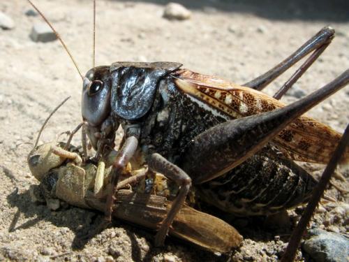 Réf. 13 025 : Decticus verrucivorus verrucivorus