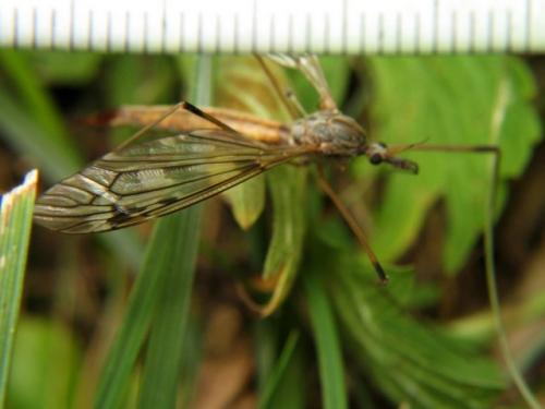 Tipula sp.