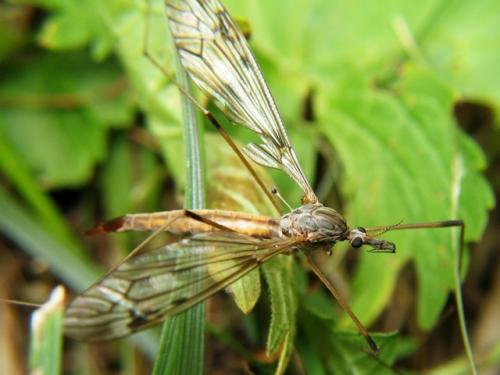 Réf. 13 014 : Tipula sp.