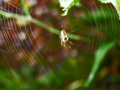 Metellina sp.