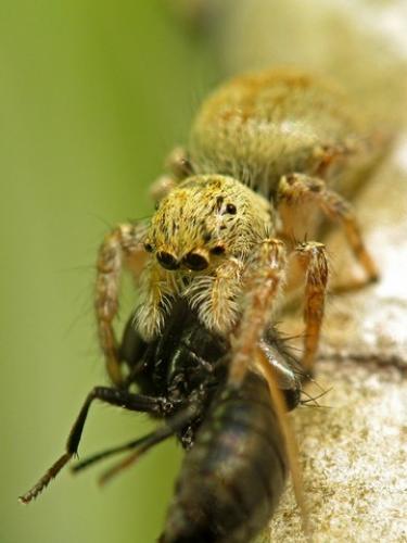 Carrhotus xanthogramma