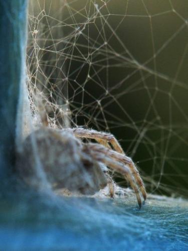 Agalenatea redii
