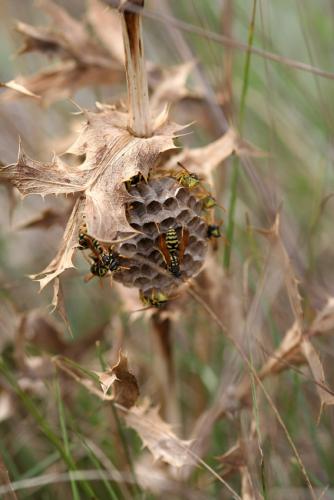 Polistes gallicus