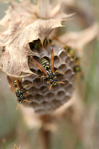 Polistes gallicus