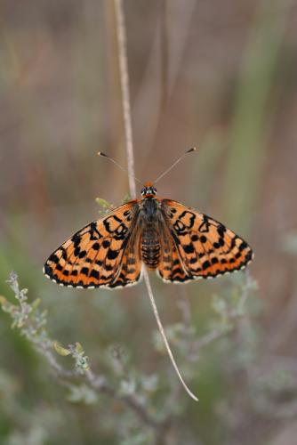 Melitaea didyma