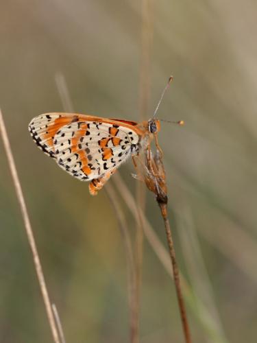 Melitaea didyma