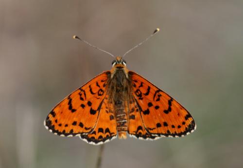 Réf. 13 282 : Melitaea didyma