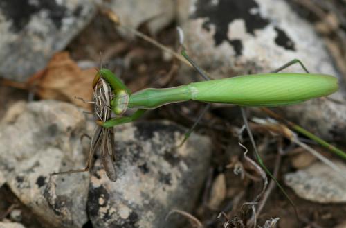 Mantis religiosa