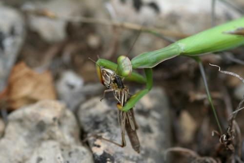 Réf. 13 286 : Mantis religiosa