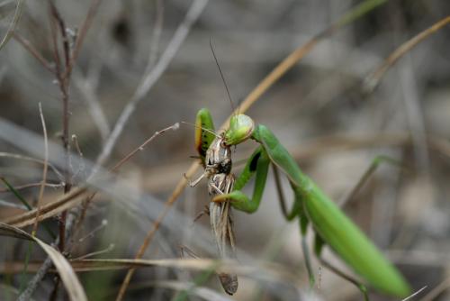 Mantis religiosa