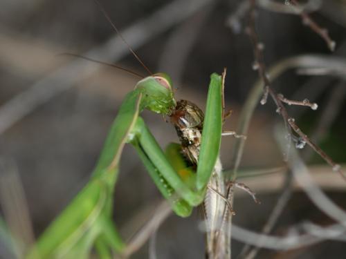 Mantis religiosa