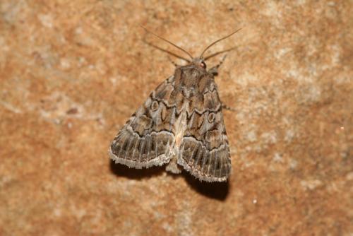 Thalpophila matura