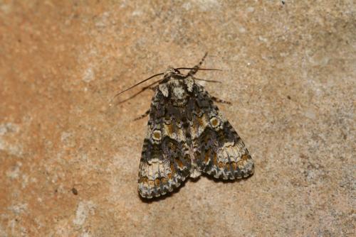 Craniophora ligustri