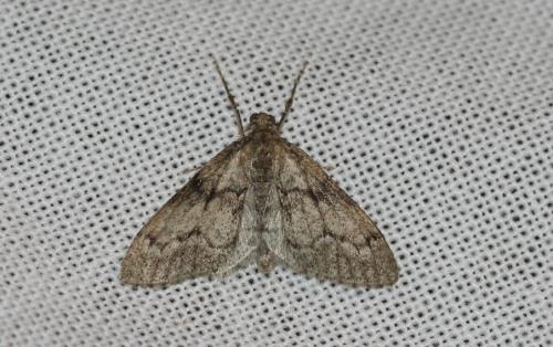 Tephronia sepiaria