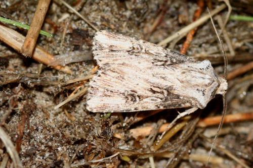 Agrotis puta