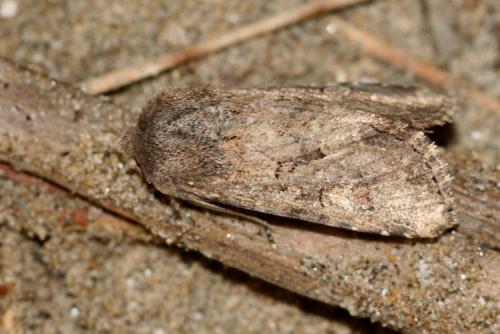Réf. 13 761 : Luperina testacea