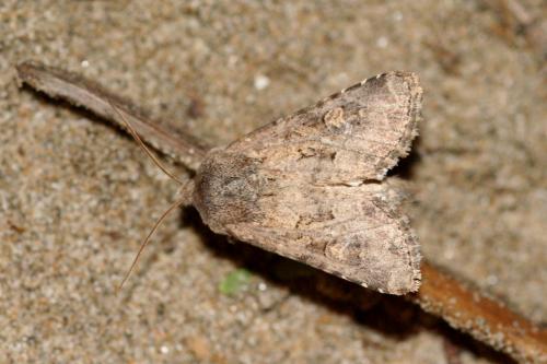 Réf. 13 762 : Luperina testacea