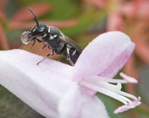 Hylaeus sp.