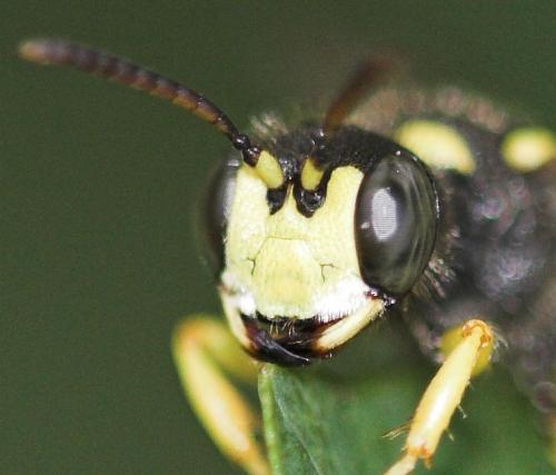 Cerceris arenaria