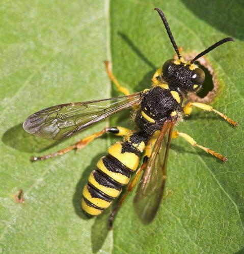 Cerceris sp.