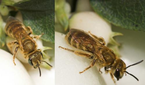 Seladonia sp.
