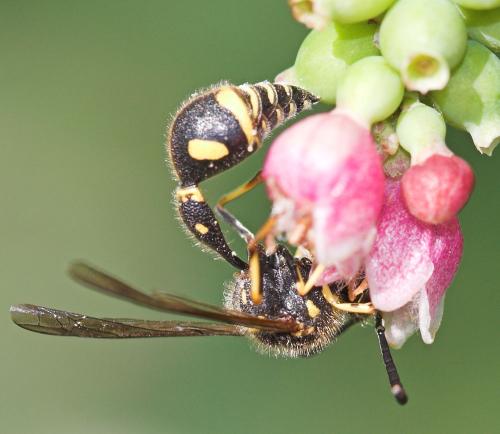 Eumenes sp.