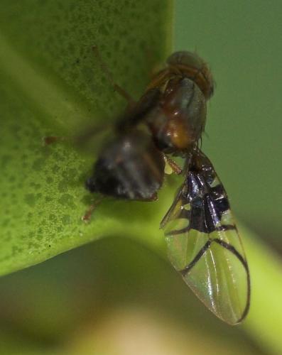 Réf. 13 154 : Anomoia purmunda