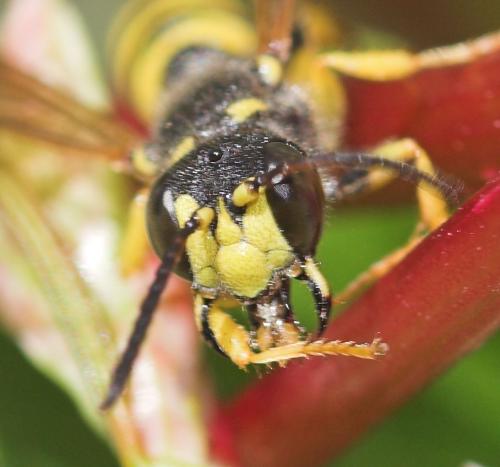 Cerceris arenaria