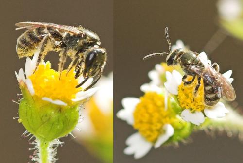 Lasioglossum sp.