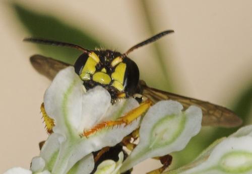 Cerceris arenaria