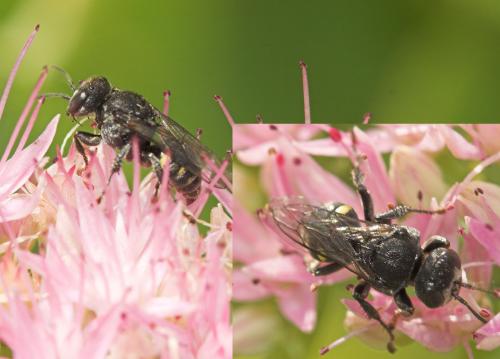 Oxybelus sp.