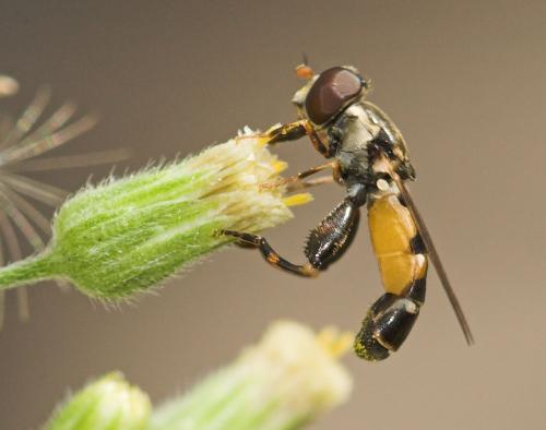 Réf. 13 420 : Syritta pipiens