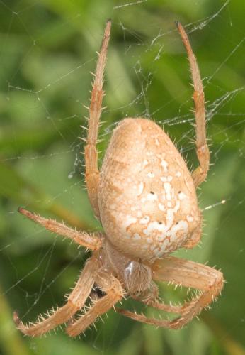 Araneus diadematus