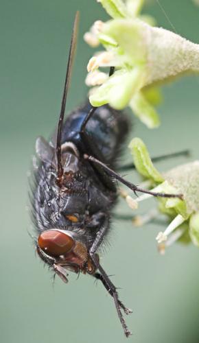 Calliphora vicina