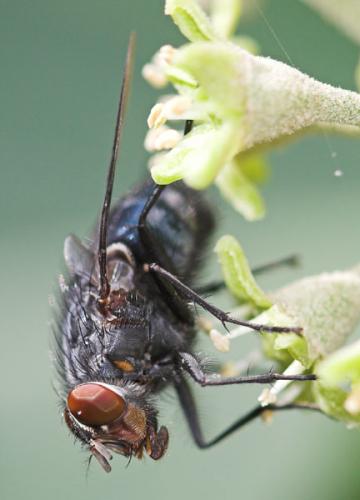 Réf. 13 610 : Calliphora vicina