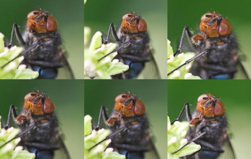 Calliphora vicina
