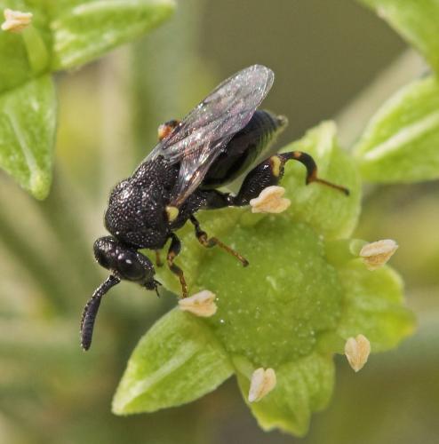 Brachymeria sp.