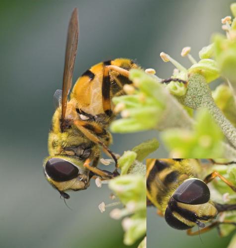 Myathropa florea