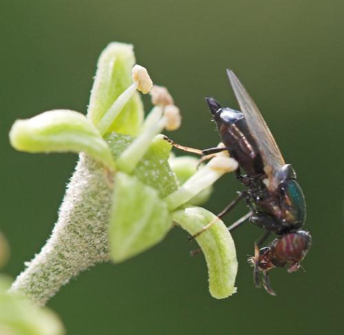Physiphora alceae