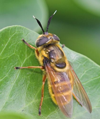 Callicera spinolae