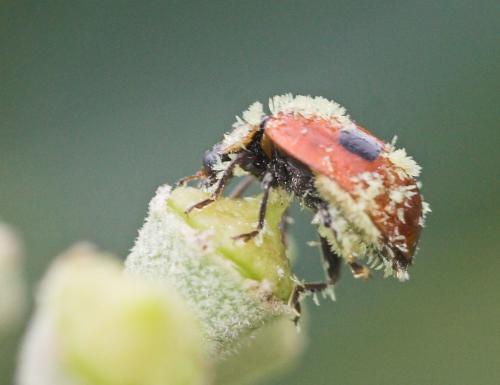 Réf. 13 955 : Adalia bipunctata bipunctata