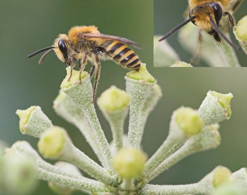 Colletes sp.
