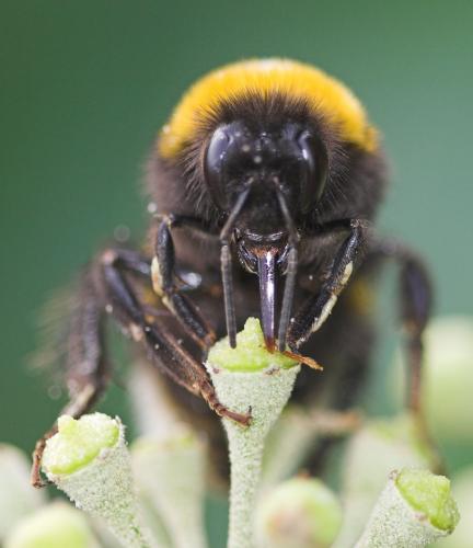 Bombus sp.