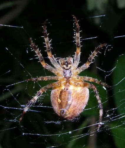 Araneus diadematus