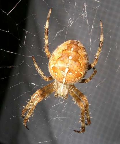 Araneus diadematus