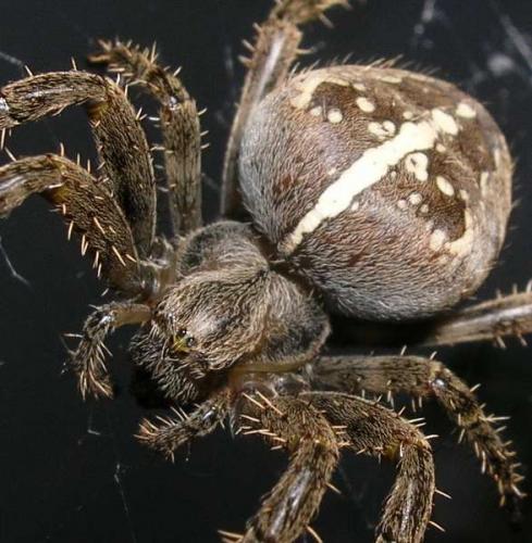 Araneus diadematus