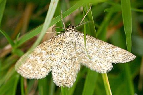 Réf. 13 182 : Scopula immorata